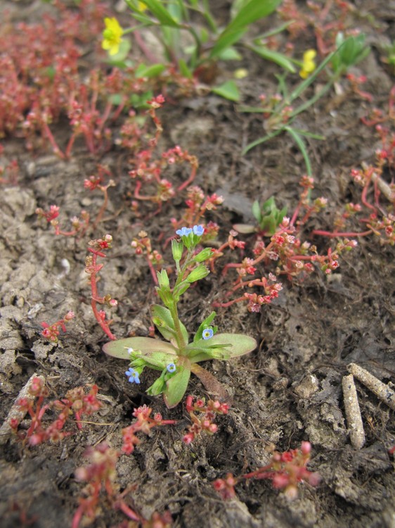 Myosotis sicula